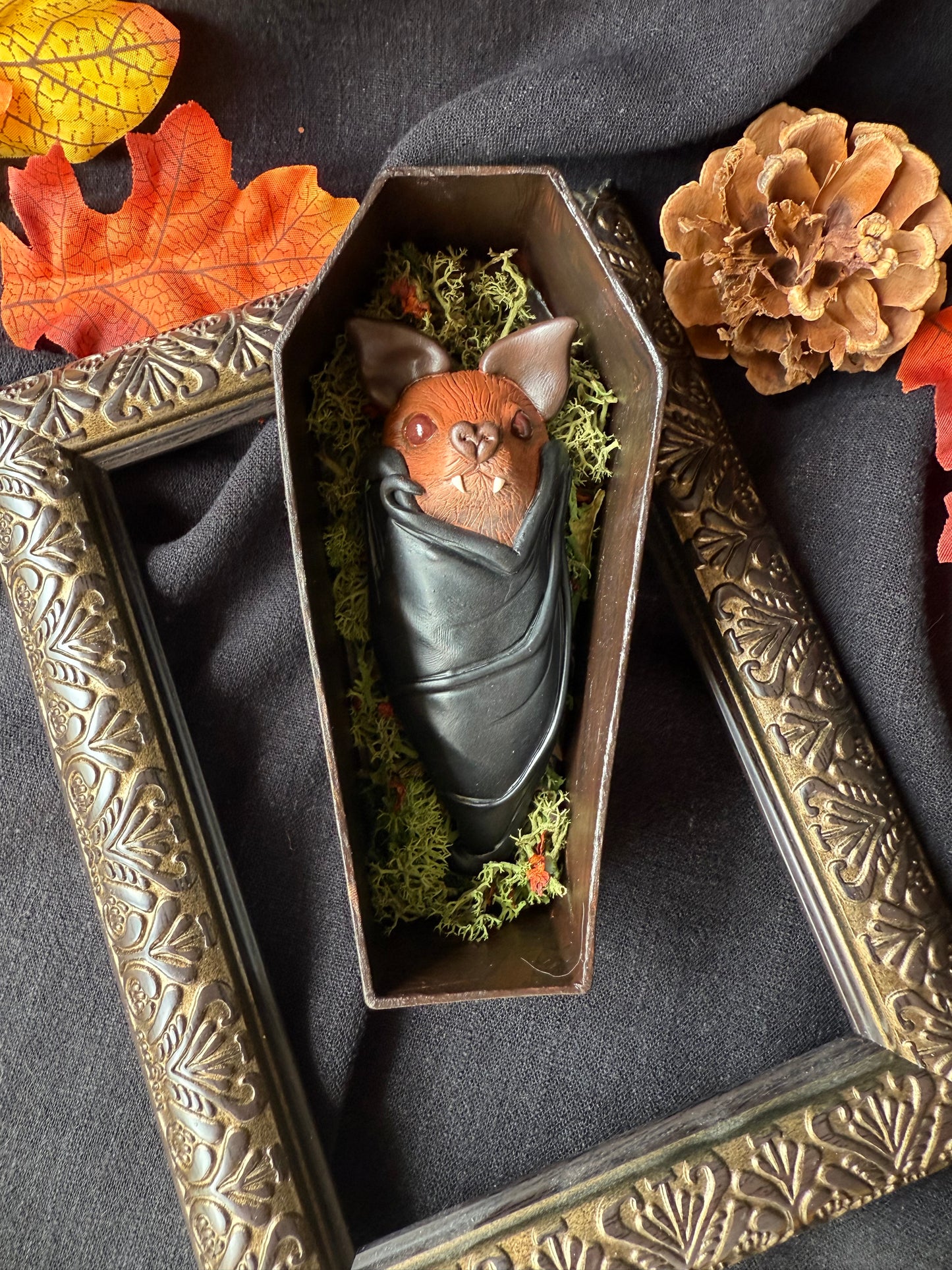 Chauve souris cercueil