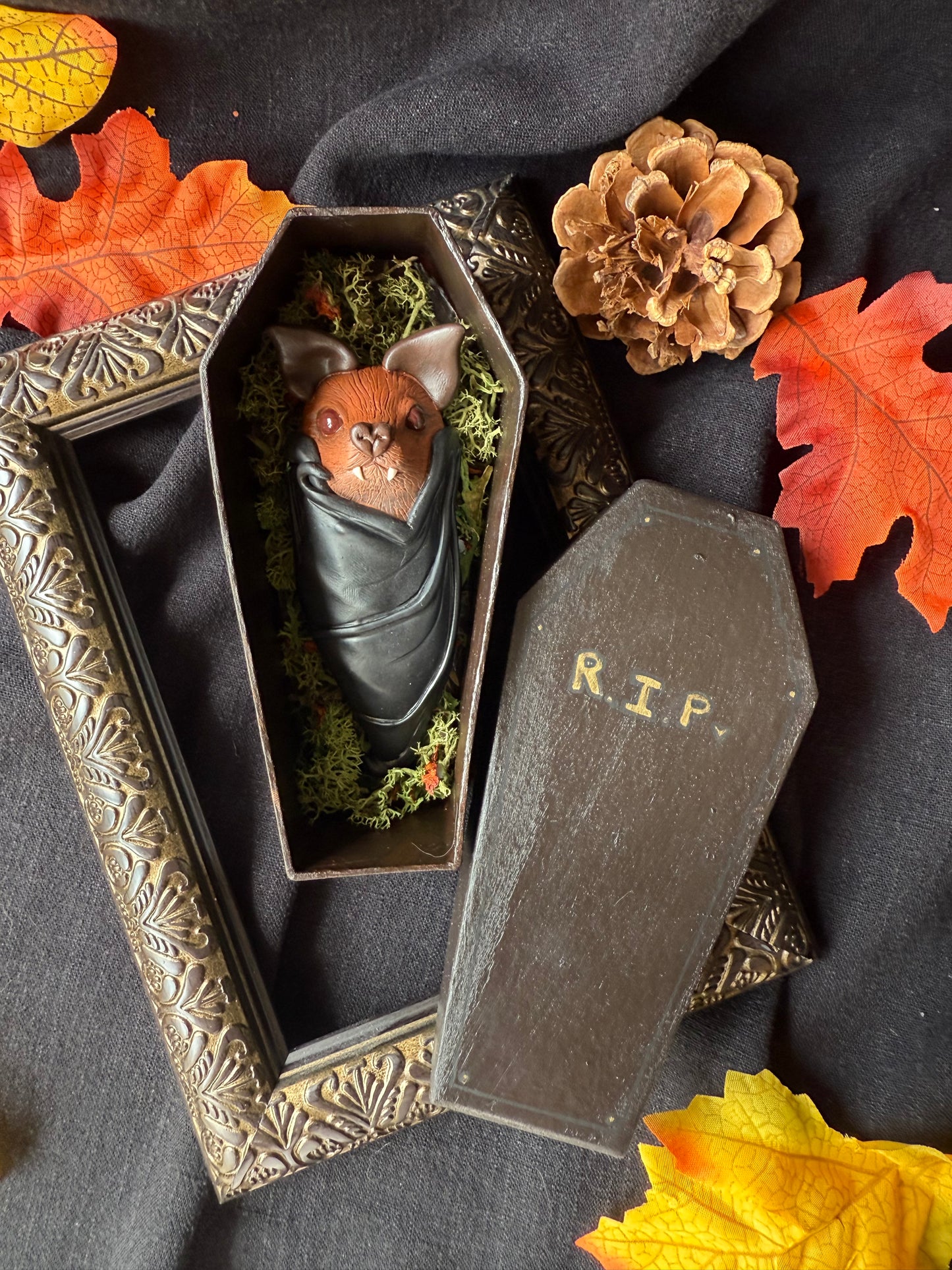 Chauve souris cercueil